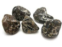 Tumbled Turritella Agate